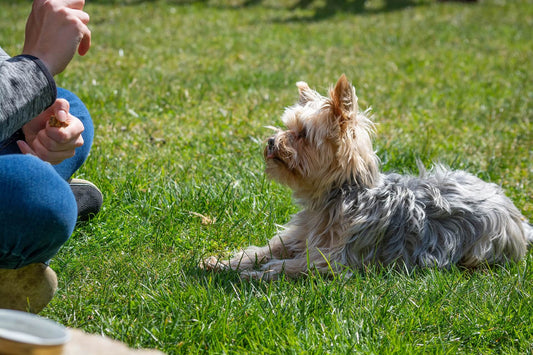 5 Tips for Training Your Dog