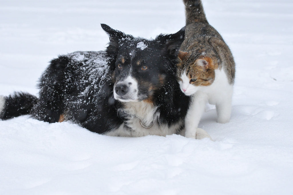 Why are cats and dogs natural enemies? On Pets Life
