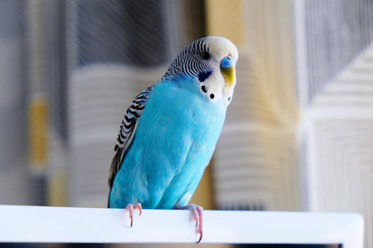 How to train your parrot? Part A