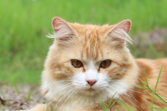5 Common Health Problems in Cats and How to Prevent Them