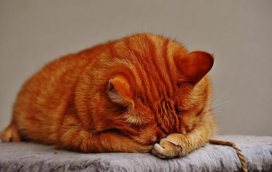 Cats suddenly suffer from depression