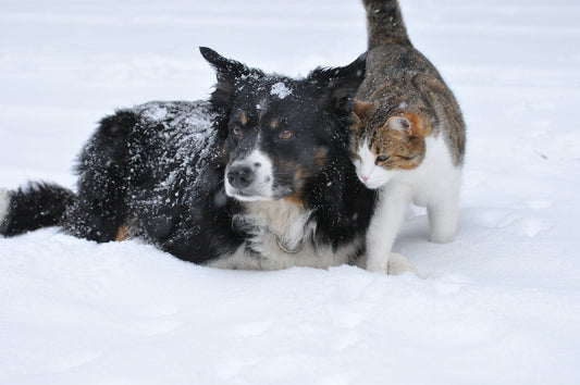 Why are cats and dogs natural enemies?