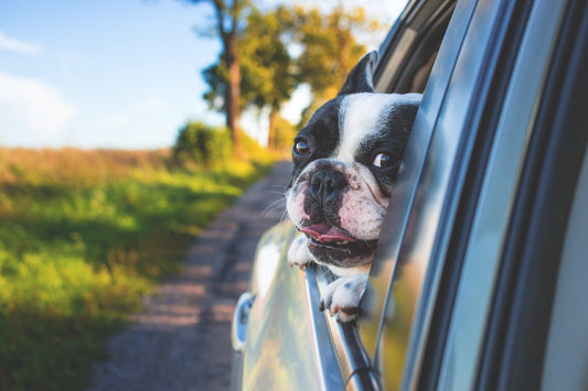 How can I protect the car from dog hair?