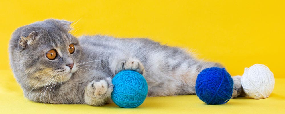 cat toys for boredom
