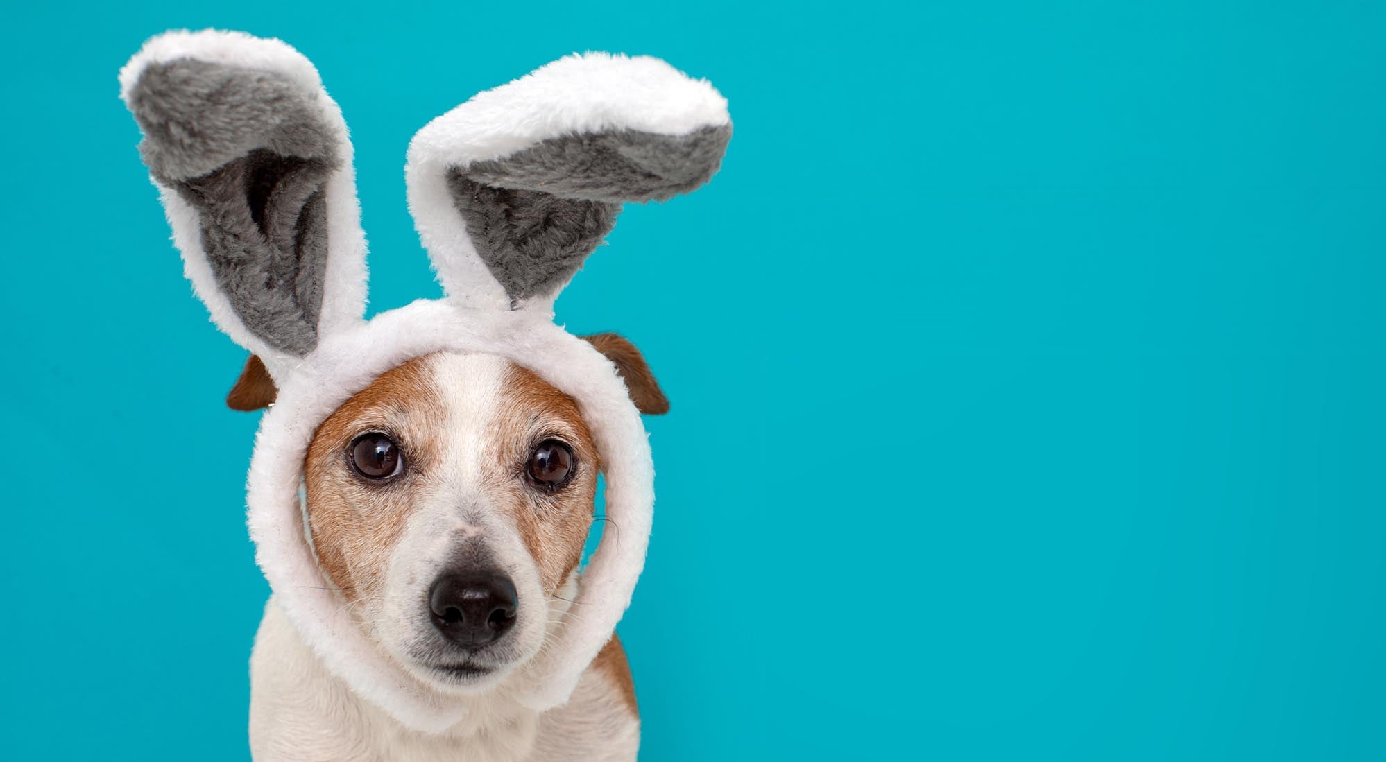 dog toys for boredom