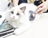 Massage Grooming Cat Brush