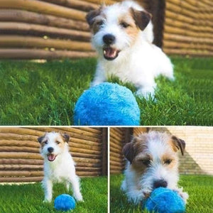 Magic Roller Ball Dog Toy